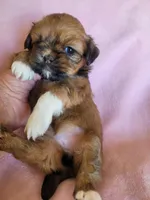 AKC Zaya, a female Lhasa Apso for sale in Victorville, CA – Photo 4 of 6