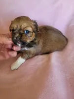 AKC Zaya, a female Lhasa Apso for sale in Victorville, CA – Photo 5 of 6