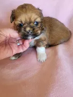 AKC Zaya, a female Lhasa Apso for sale in Victorville, CA – Photo 6 of 6