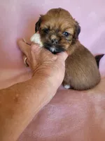 AKC Zaya, a female Lhasa Apso for sale in Victorville, CA – Photo 2 of 6
