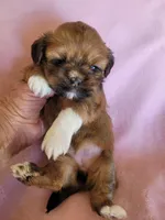 AKC Zaya, a female Lhasa Apso for sale in Victorville, CA – Photo 1 of 6