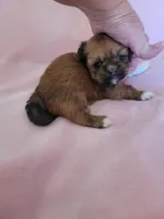 AKC Zaya, a female Lhasa Apso for sale in Victorville, CA – Photo 3 of 6