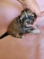 AKC Metok, a female Lhasa Apso for sale in Victorville, CA – Photo 4 of 7