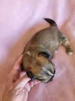 AKC Metok, a female Lhasa Apso for sale in Victorville, CA – Photo 7 of 7