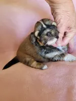 AKC Metok, a female Lhasa Apso for sale in Victorville, CA – Photo 2 of 7