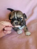 AKC Metok, a female Lhasa Apso for sale in Victorville, CA – Photo 3 of 7