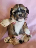 AKC Metok, a female Lhasa Apso for sale in Victorville, CA – Photo 5 of 7