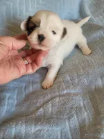 AKC Ketu, a male Lhasa Apso for sale in Victorville, CA – Photo 1 of 4