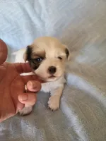 AKC Ketu, a male Lhasa Apso for sale in Victorville, CA – Photo 4 of 4