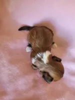 AKC Mani, a female Lhasa Apso for sale in Victorville, CA – Photo 5 of 5