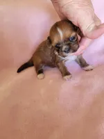 AKC Mani, a female Lhasa Apso for sale in Victorville, CA – Photo 2 of 5