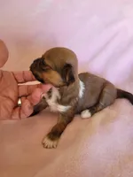 AKC Mani, a female Lhasa Apso for sale in Victorville, CA – Photo 1 of 5