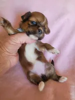 AKC Mani, a female Lhasa Apso for sale in Victorville, CA – Photo 4 of 5