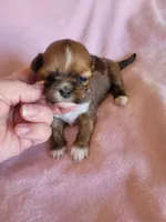AKC Mani, a female Lhasa Apso for sale in Victorville, CA – Photo 3 of 5