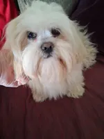 AKC Badam, a male Lhasa Apso for sale in Victorville, CA – Photo 4 of 5