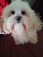 AKC Badam, a male Lhasa Apso for sale in Victorville, CA – Photo 5 of 5