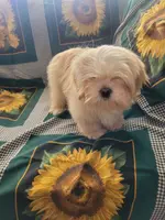 AKC Badam, a male Lhasa Apso for sale in Victorville, CA – Photo 3 of 5