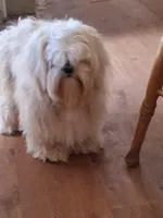 AKC Badam, a male Lhasa Apso for sale in Victorville, CA – Photo 2 of 5