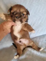 AKC Norbu, a male Lhasa Apso for sale in Victorville, CA – Photo 4 of 5