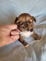 AKC Norbu, a male Lhasa Apso for sale in Victorville, CA – Photo 3 of 5