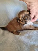 AKC Norbu, a male Lhasa Apso for sale in Victorville, CA – Photo 1 of 5