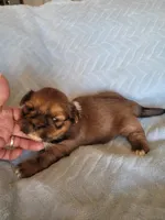 AKC Norbu, a male Lhasa Apso for sale in Victorville, CA – Photo 5 of 5