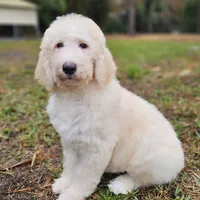 Night Rider, a male Labradoodle for sale in West Palm Beach, FL – Photo 3 of 4