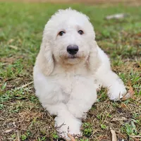 Night Rider, a male Labradoodle for sale in West Palm Beach, FL – Photo 4 of 4