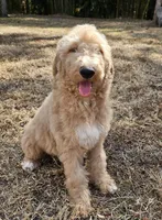 Night Rider, a male Labradoodle for sale in West Palm Beach, FL – Photo 2 of 3