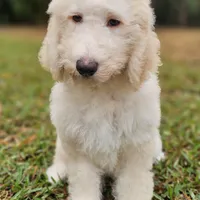 Night Rider, a male Labradoodle for sale in West Palm Beach, FL – Photo 1 of 4