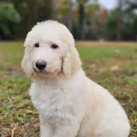 Night Rider, a male Labradoodle for sale in West Palm Beach, FL – Photo 2 of 4