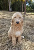 Night Rider, a male Labradoodle for sale in West Palm Beach, FL – Photo 3 of 3