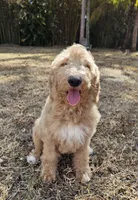 Night Rider, a male Labradoodle for sale in West Palm Beach, FL – Photo 1 of 3