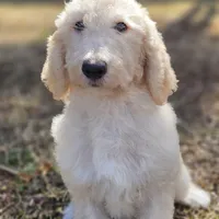 Sponge Bob, a male Labradoodle for sale in West Palm Beach, FL – Photo 1 of 3