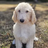 Sponge Bob, a male Labradoodle for sale in West Palm Beach, FL – Photo 2 of 3