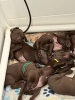 Yellow collar puppy, a female German Shorthaired Pointer and Vizsla for sale in Charlotte, NC – 4 of 6