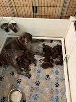 Orange collar puppy, a female German Shorthaired Pointer and Vizsla for sale in Charlotte, NC – 6 of 6