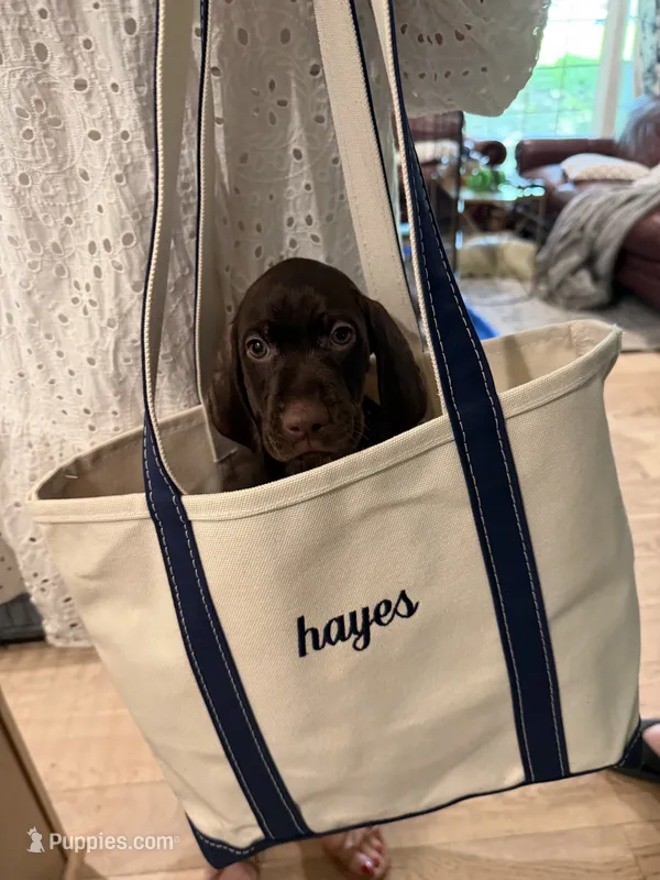 Lime green collar puppy – German Shorthaired Pointer, Vizsla puppy for sale in Charlotte, NC