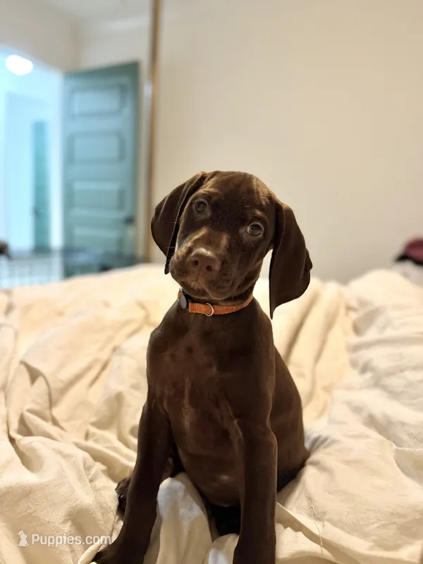 Orange collar puppy – German Shorthaired Pointer, Vizsla puppy for sale in Charlotte, NC