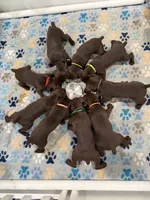 Lime green collar puppy, a male German Shorthaired Pointer and Vizsla for sale in Charlotte, NC – 6 of 6
