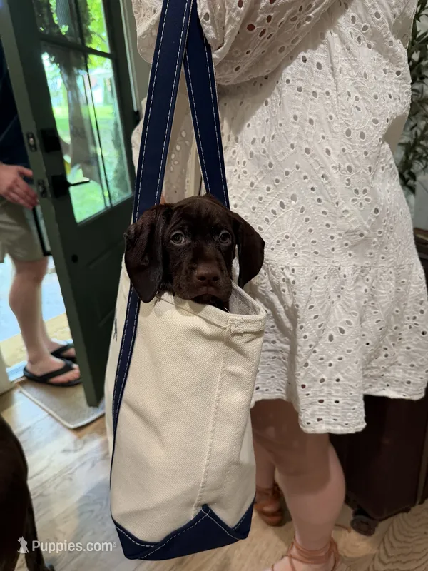 Yellow collar puppy – German Shorthaired Pointer, Vizsla puppy for sale in Charlotte, NC