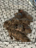 Orange collar puppy, a female German Shorthaired Pointer and Vizsla for sale in Charlotte, NC – 2 of 6