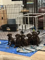 Orange collar puppy, a female German Shorthaired Pointer and Vizsla for sale in Charlotte, NC – 3 of 6