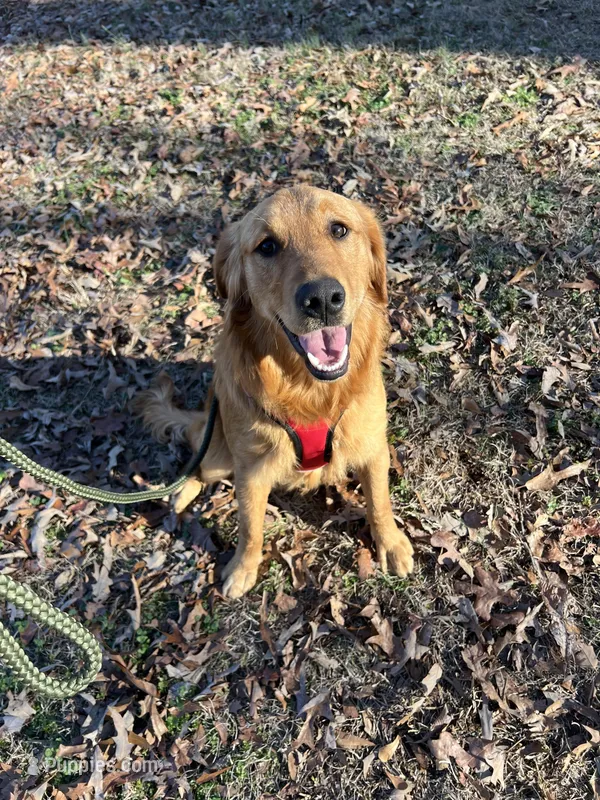 Max, a male Golden Retriever for sale in Alpine, AL – Photo 1 of 2