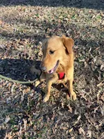 Max, a male Golden Retriever for sale in Alpine, AL – Photo 2 of 2
