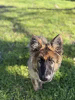 Ziva , a female German Shepherd Dog for sale in Sacramento, CA – 5 of 10