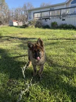 Ziva , a female German Shepherd Dog for sale in Sacramento, CA – 9 of 10