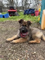 Ziva , a female German Shepherd Dog for sale in Sacramento, CA – 10 of 10