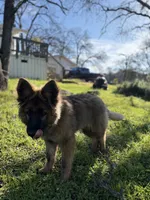 Ziva , a female German Shepherd Dog for sale in Sacramento, CA – 6 of 10