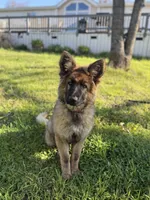 Ziva , a female German Shepherd Dog for sale in Sacramento, CA – 2 of 10